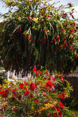 Obraz premium native Australian red bottle brush callistemon tree and bush next to each other in beautiful tropical backyard