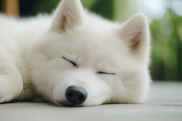 Obraz premium A white dog sleeping on the ground with its eyes closed