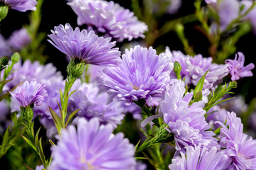 Obraz premium Lavender Asters on a black background