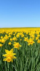 Fototapeta premium Vibrant yellow daffodil flowers blooming in a vast green field under blue sky, bloom, vibrant