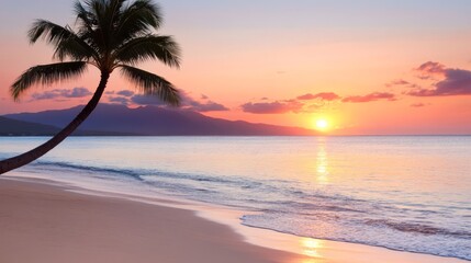 A palm tree on a beach at sunset