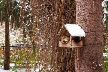 A squirrel sits in a snowy birdhouse on a tree in a garden in winter