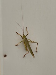 Cricket