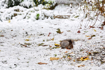 A squirrel sits in the snow and chews on seeds