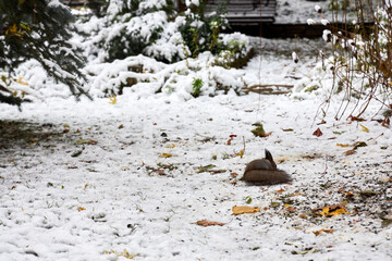 Naklejka premium A squirrel sits in the snow and chews on seeds