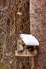 A squirrel sits in a snowy birdhouse on a tree in a garden in winter