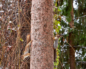 a squirrel sits in a tree in the garden