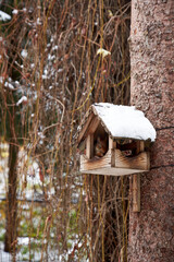 A squirrel sits in a snowy birdhouse on a tree in a garden in winter