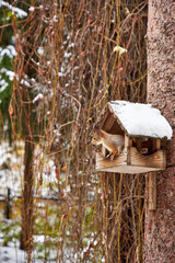 A squirrel sits in a snowy birdhouse on a tree in a garden in winter