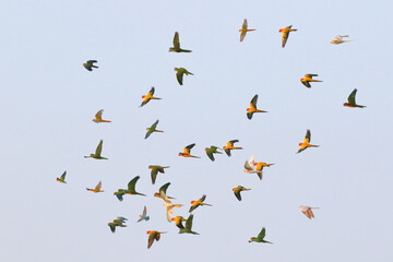 Fototapeta premium Colorful parrots flying in the sky. Free flying bird