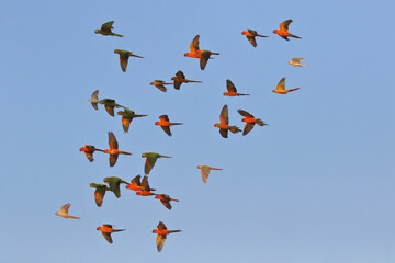 Colorful parrots flying in the sky. Free flying bird
