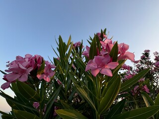 Close-up of Nerium Oleander pink flowers. Beautiful pink, double, flowers of the Oleander. Pink...