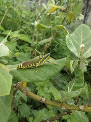 Poekilocerus pictus Grasshopper 