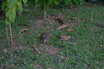 Obraz premium Gallus lafayettii, commonly known as the Sri Lanka junglefowl, is a brilliantly colored wild bird native to Sri Lanka. It is the national bird of Sri Lanka and a close relative of the domestic chicken