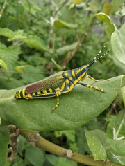 Poekilocerus pictus Grasshopper 