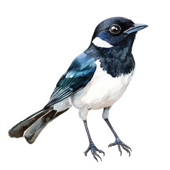 cute Magpie watercolor clipart illustration isolated