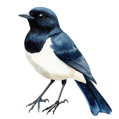 cute Magpie watercolor clipart illustration isolated