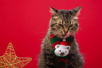 Tabby cat wearing Christmas accessories with red background. Copy space.