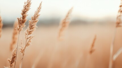 Obraz premium Serene field of golden reeds swaying gently in the breeze under a soft, dreamy sky, evoking peace and natural beauty.