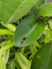 Bird dropping mimic caterpillar 
