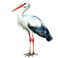 cute Stork watercolor clipart illustration isolated