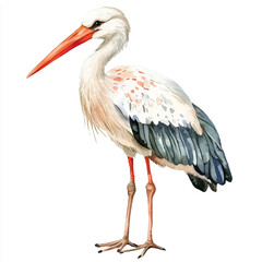 cute Stork watercolor clipart illustration isolated