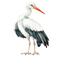 cute Stork watercolor clipart illustration isolated