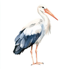 cute Stork watercolor clipart illustration isolated