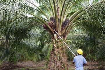 Masked worker harvesting oil palm fruit in Kalimantan, showcasing the agricultural process in a...