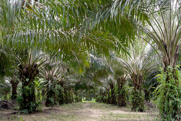 Productive oil palm tree in Kalimantan, showcasing ripe fruit bunches ready for harvest in a lush tropical setting