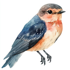cute Swift watercolor clipart illustration isolated