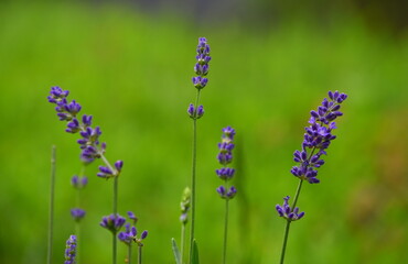 Lavander flowers