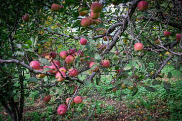 Apple trees with ripe red apples in the farm. Natural red apples on branches of trees. Autumn apple...