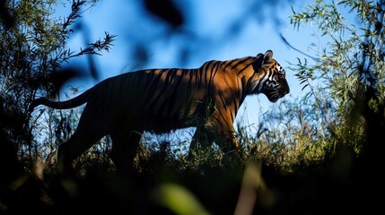 Shadow of a tiger in the forest. See the shape and posture of the tiger walking through the dense forest. Blue sky as a background.
