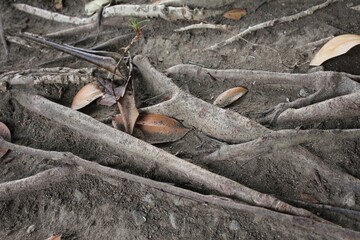 Close-up of Tree Roots Exposed on Forest Floor - Detailed View of Intertwined Roots and Soil, Ideal for Nature, Ecology, Wilderness, and Environmental Concepts in Stock Photography and Backgrounds.