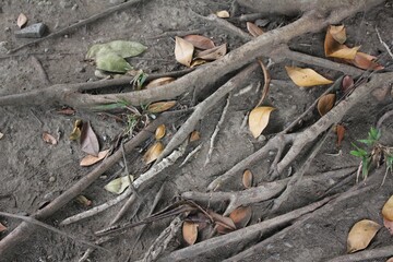 Close-up of Tree Roots Exposed on Forest Floor - Detailed View of Intertwined Roots and Soil, Ideal for Nature, Ecology, Wilderness, and Environmental Concepts in Stock Photography and Backgrounds.