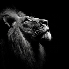 Fototapeta premium lion on black background