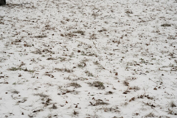 First snow on fallen leaves and green grass. covered with snow field
