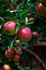 Close up shot of ripe red apples hanging from a tree branch