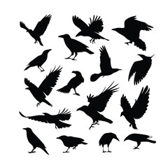 Obraz premium a set of flying bird vector silhouette isolated white background