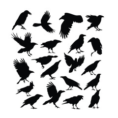 Obraz premium a set of flying bird vector silhouette isolated white background