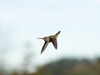 hummingbird in flight