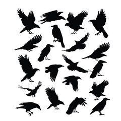 Obraz premium a set of flying bird vector silhouette isolated white background