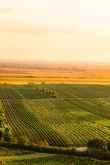 Chapel Hradistek near Velke Bilovice Czech Republic. Vineyard rows in bright sunlight, nestled between hills and trees. Moravia wine landscape.