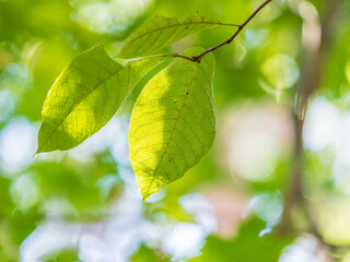 Sunlight shining through green leaves. Green leaves background