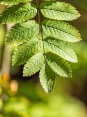 Sunlight shining through green leaves. Green leaves background