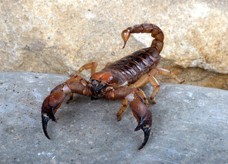Shiny Burrowing Scorpion (Opistophthalmus glabrifons).