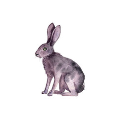 watercolor drawing animal, hare isolated at white background, hand drawn illustration