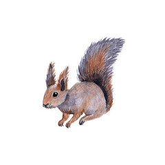 watercolor drawing animal, squirrel isolated at white background, hand drawn illustration