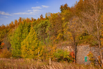 autumn in the forest